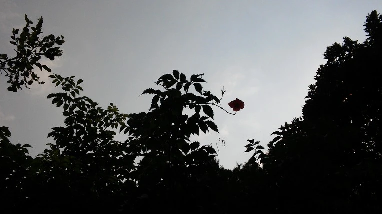 2177723957E3A344269FC3