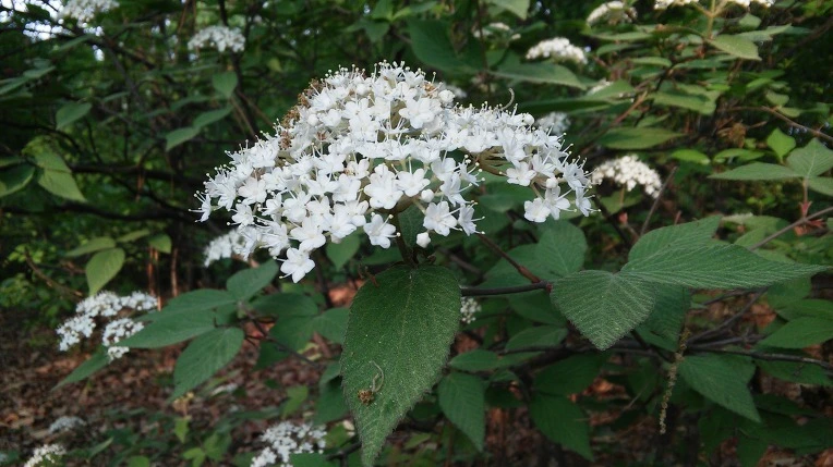 2607C24C57269773100278