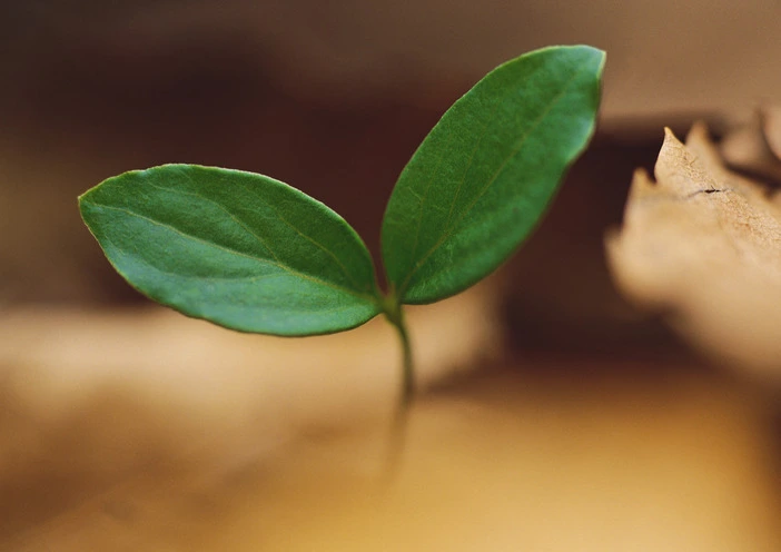 2274464150EA32DF2894DA