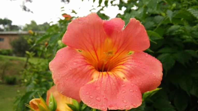 256C3938576CFC5E0F6700