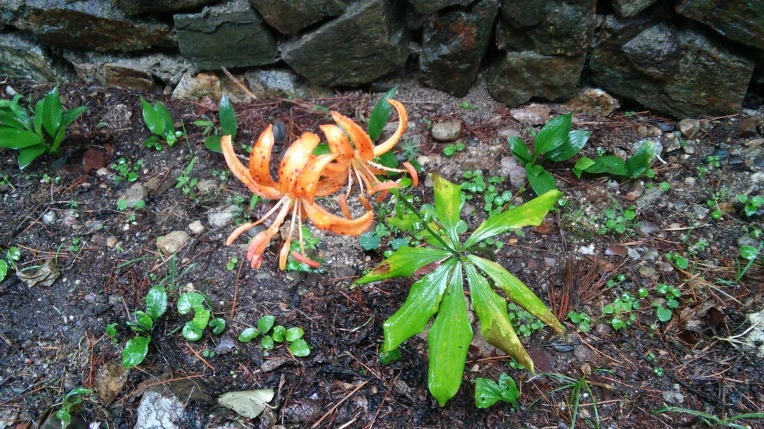 992EEF3359815FEE27449A