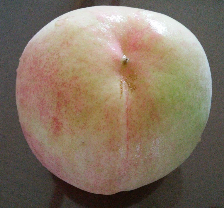 237E903E57A6AA252C96E4