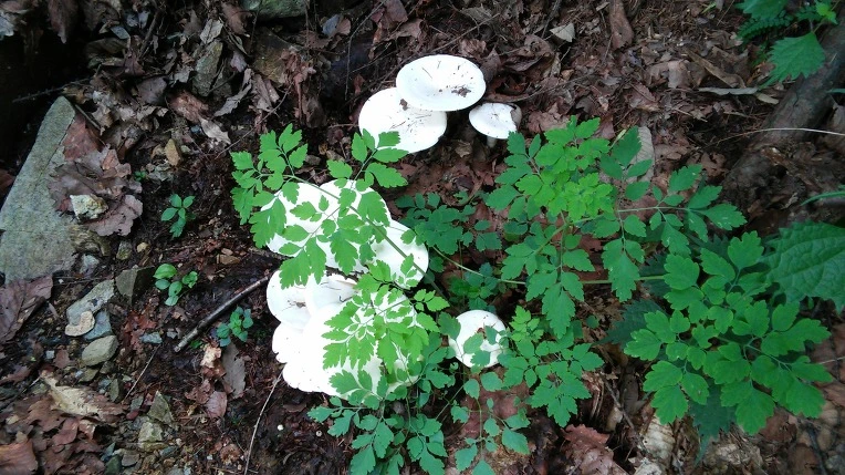 275B074255E54AFD06050B