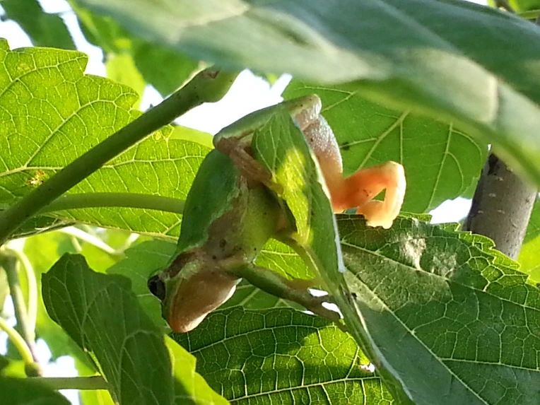 2129004A56B0267C4103E6