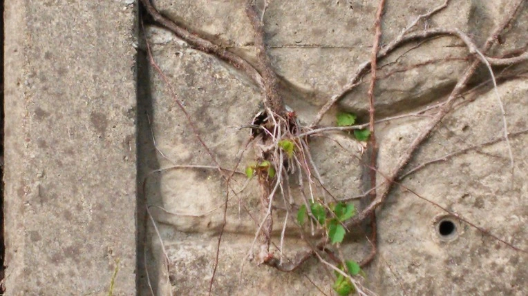 2729374259300A160A616C