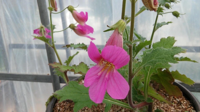 277C10475724693927D4C5