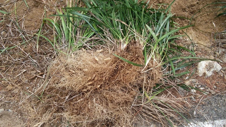 214FA94256F4DC6504B5E8