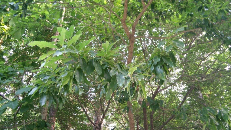 2707DA415768A68E071D14