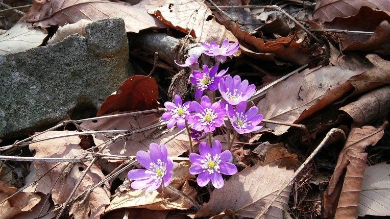 2569CD44550D074001598A