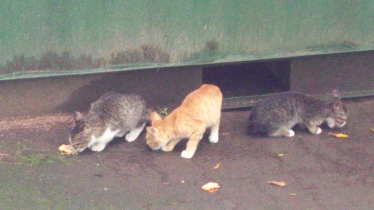 245B733D55D7B5F6356FA0