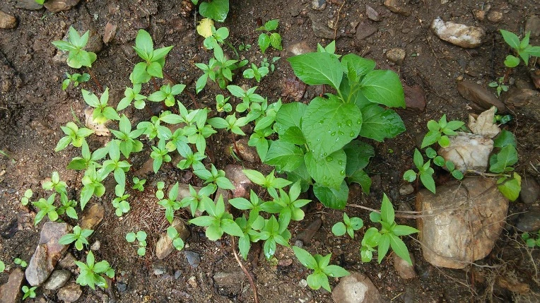 263CA04E592E9ECD0CFBAE