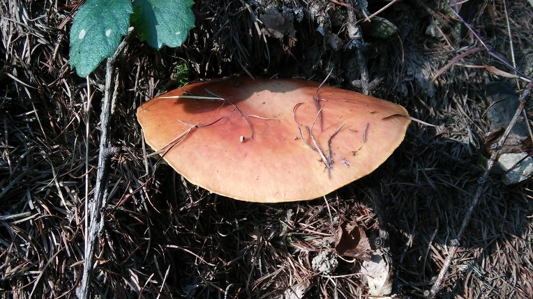 2471BB3E56281DE106BD9B