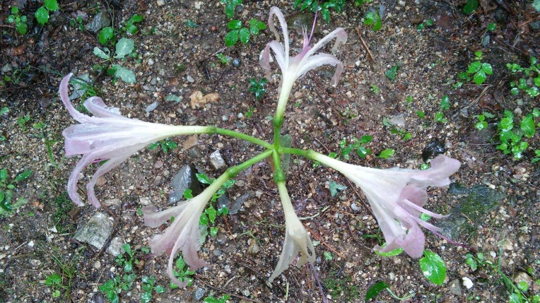 99B7CB33598F7C8314C0FA