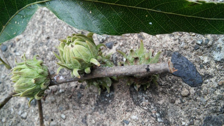 243C344C579FED97160F1D