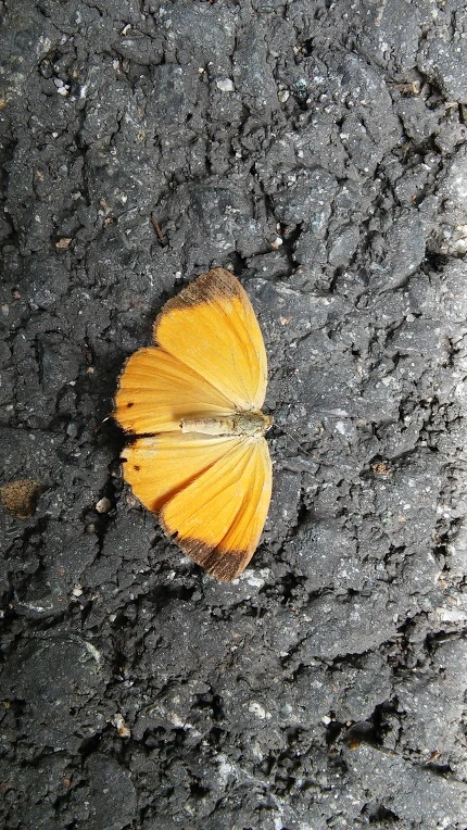 2679C03F5699F4392BEC36