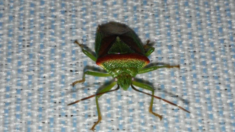 2326CB3956E771CE07F777