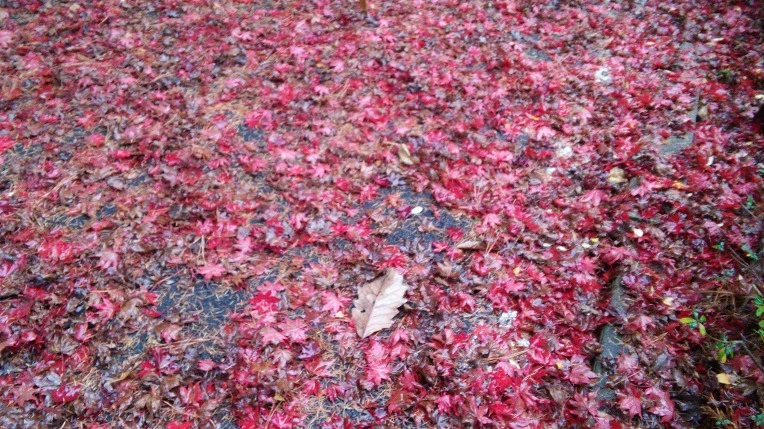 235BE43B564D177A0F90DB