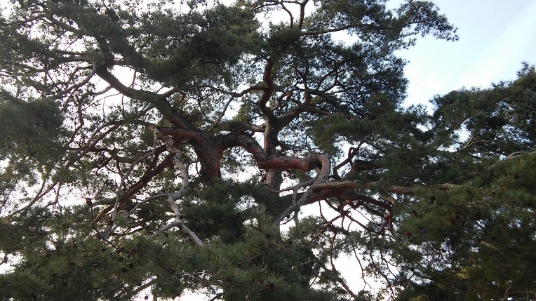 261B954456AD8CD308316D