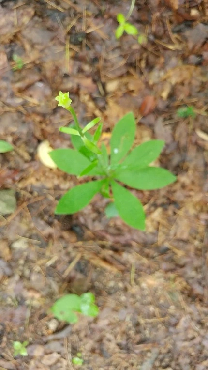 99807E355DBE67CF3D7CFF