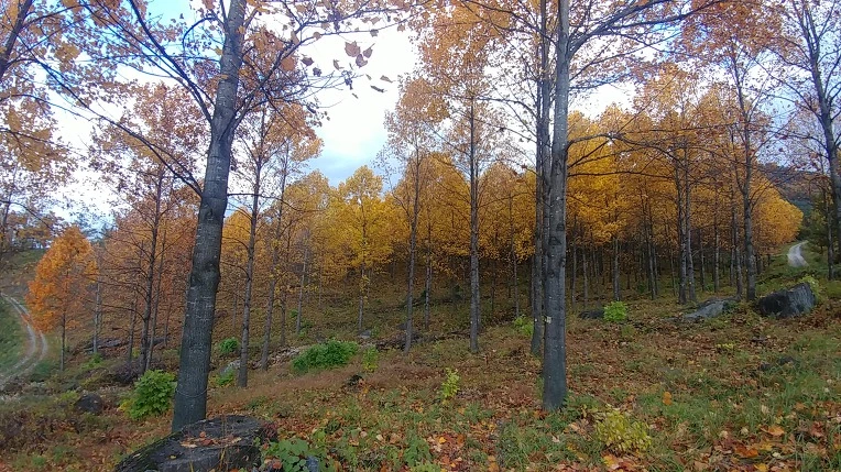 99BD74355BD6AE62234B6C