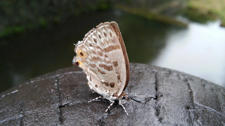 264A343E558C8DC50612F1