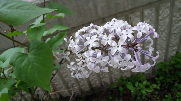 26644D4A571AD1D214EB40