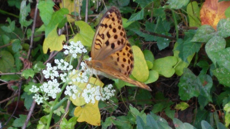 242453375600FE1012A492