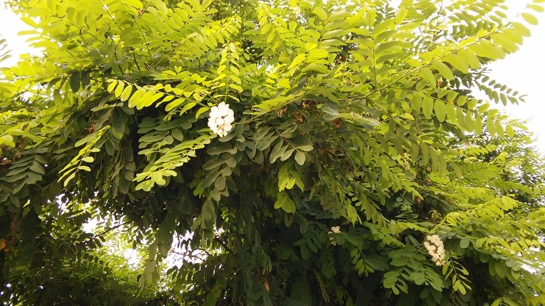 2362B138575A1EB4168EF7