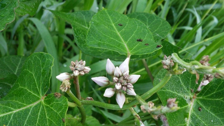 255BE84757982E77129EEF