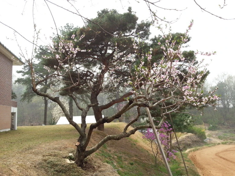 26568A38534E65EE079A78