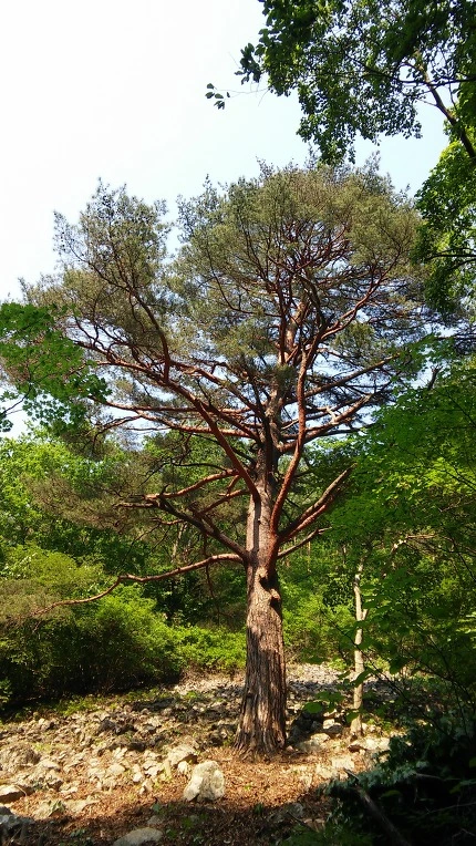 24079D3C592B411309FCDB