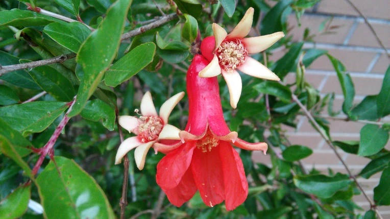 25556333574A1819159A37