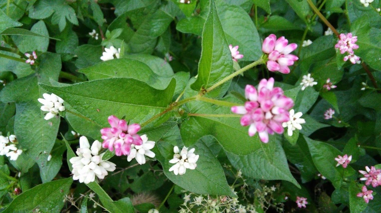 27391A4A57E701D1165B68