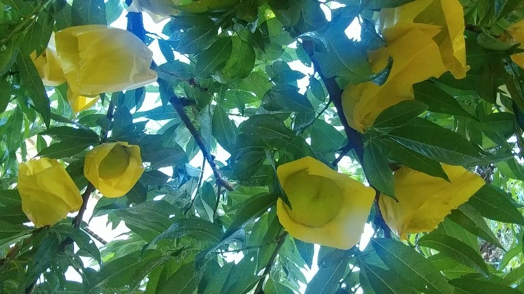 99B78F365B6F79B402D37C