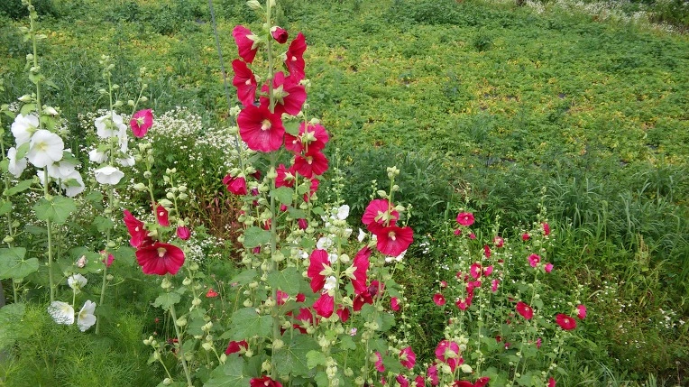 22391638576CFC7043F0ED