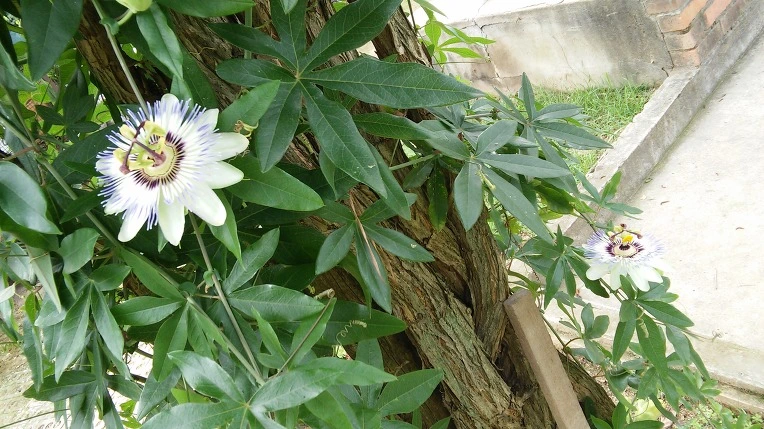 2172BD47579FED101551FA