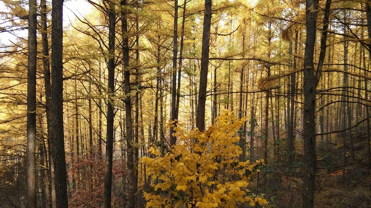 2404DE35564314DB0AF343