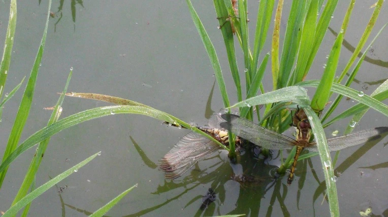 232F40335758ED6A0707B4