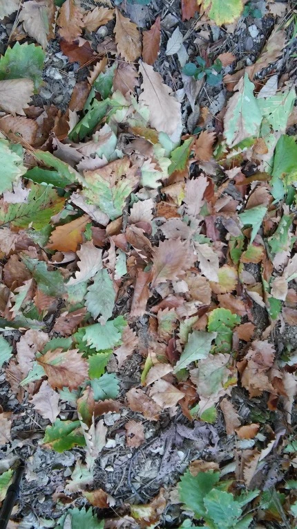 260DEA505620517E02843E