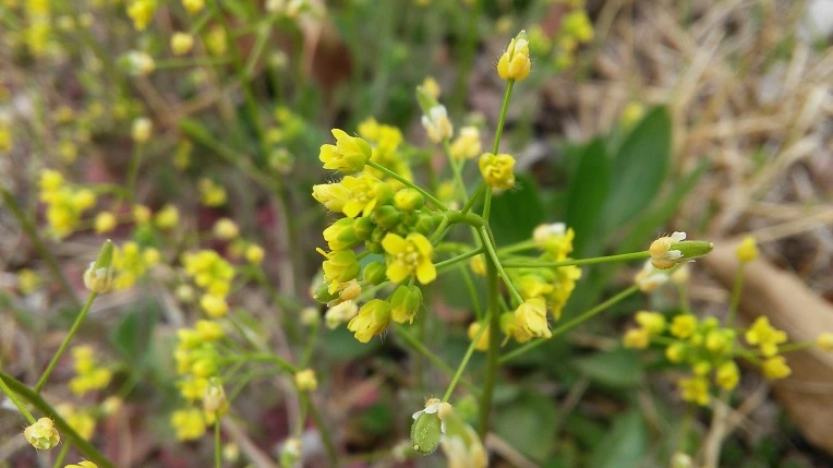 224607485702315241A8C4