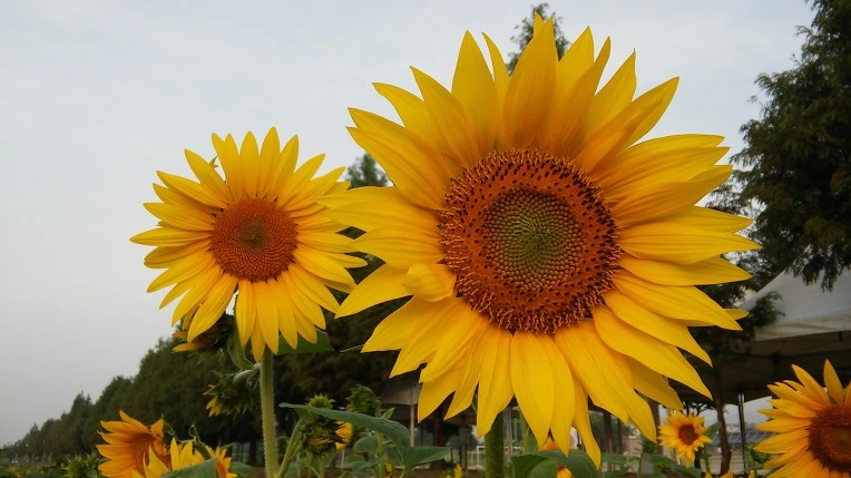 2354C24657EB3569185BF8