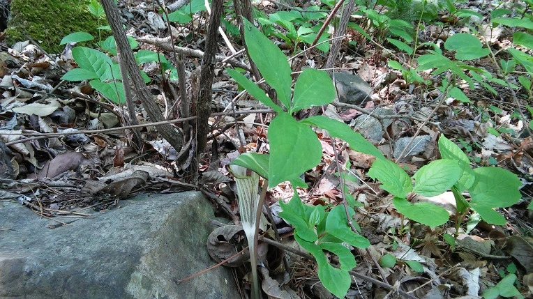 2524C94C5914161625B012