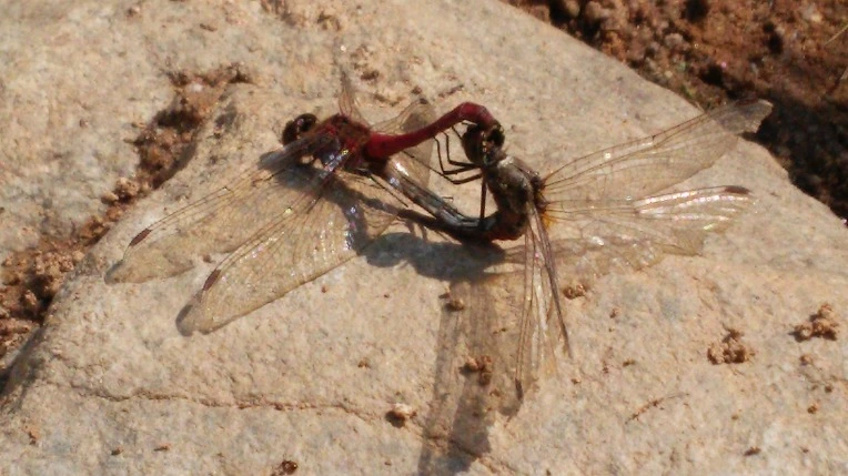 2423D1445832317E14B04B