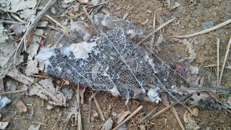 265FF447572697040F5634