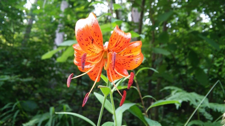 2136084759557B9025A3EF