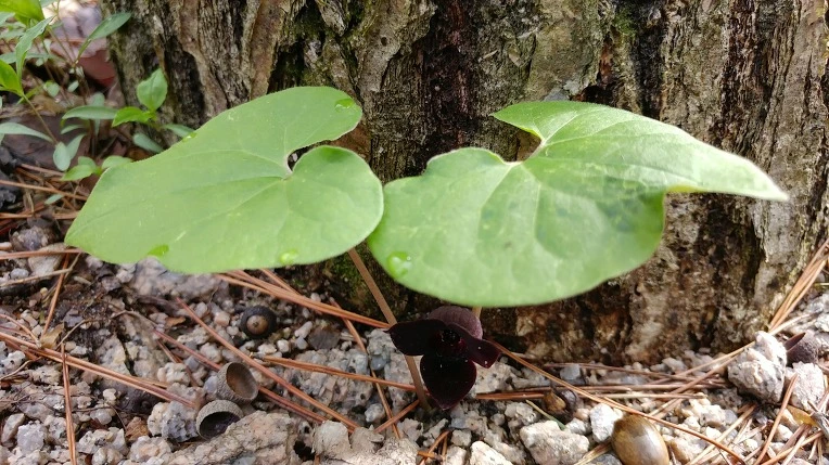 9988813F5CDF851B2F2F87