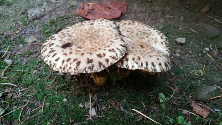 256F3A4556281DD8230AF6