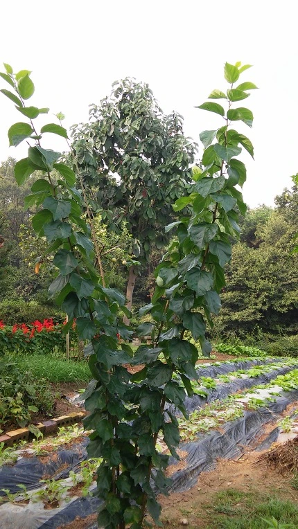 226B323357D0BA2738C738