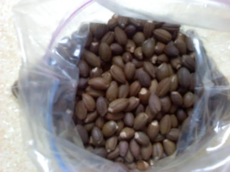 117355564D3D37D60935A9