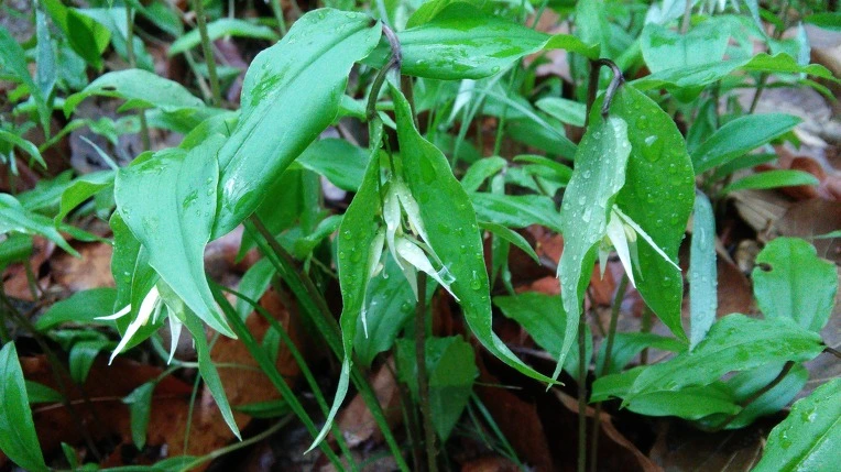 2223554A5712CDB43771AA